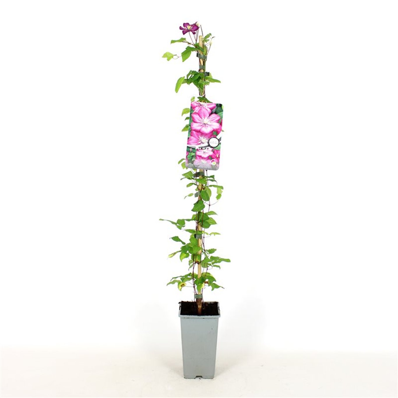 Klematis – Clematis 'Ville de Lyon' - C2 80-100 CM Stick